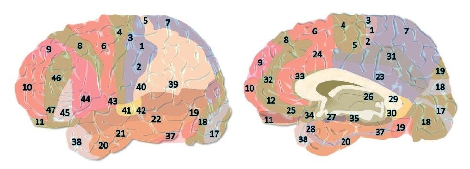 Áreas de Brodmann en el cerebro