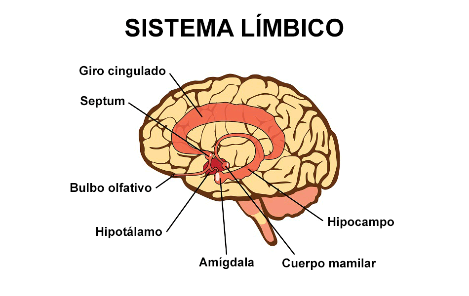 Partes del sistema límbico