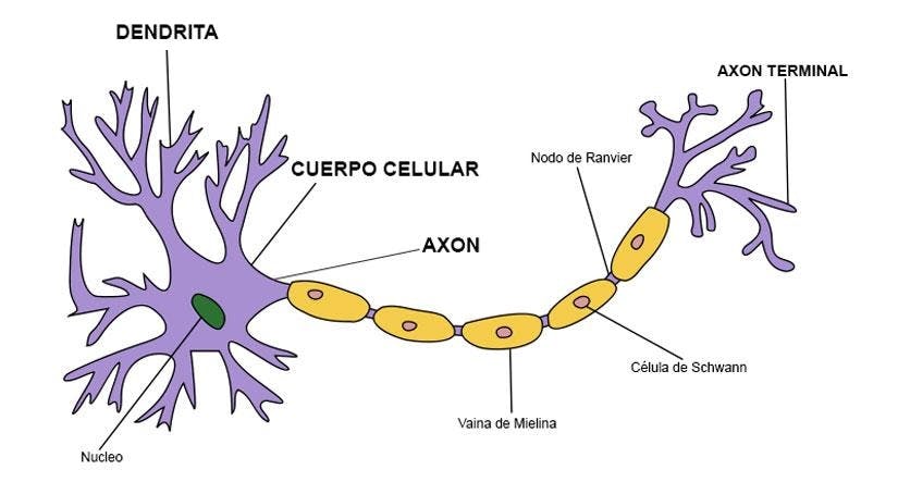 Neurona: partes