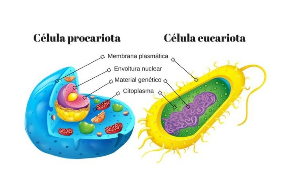 Célula eucariota y procariota