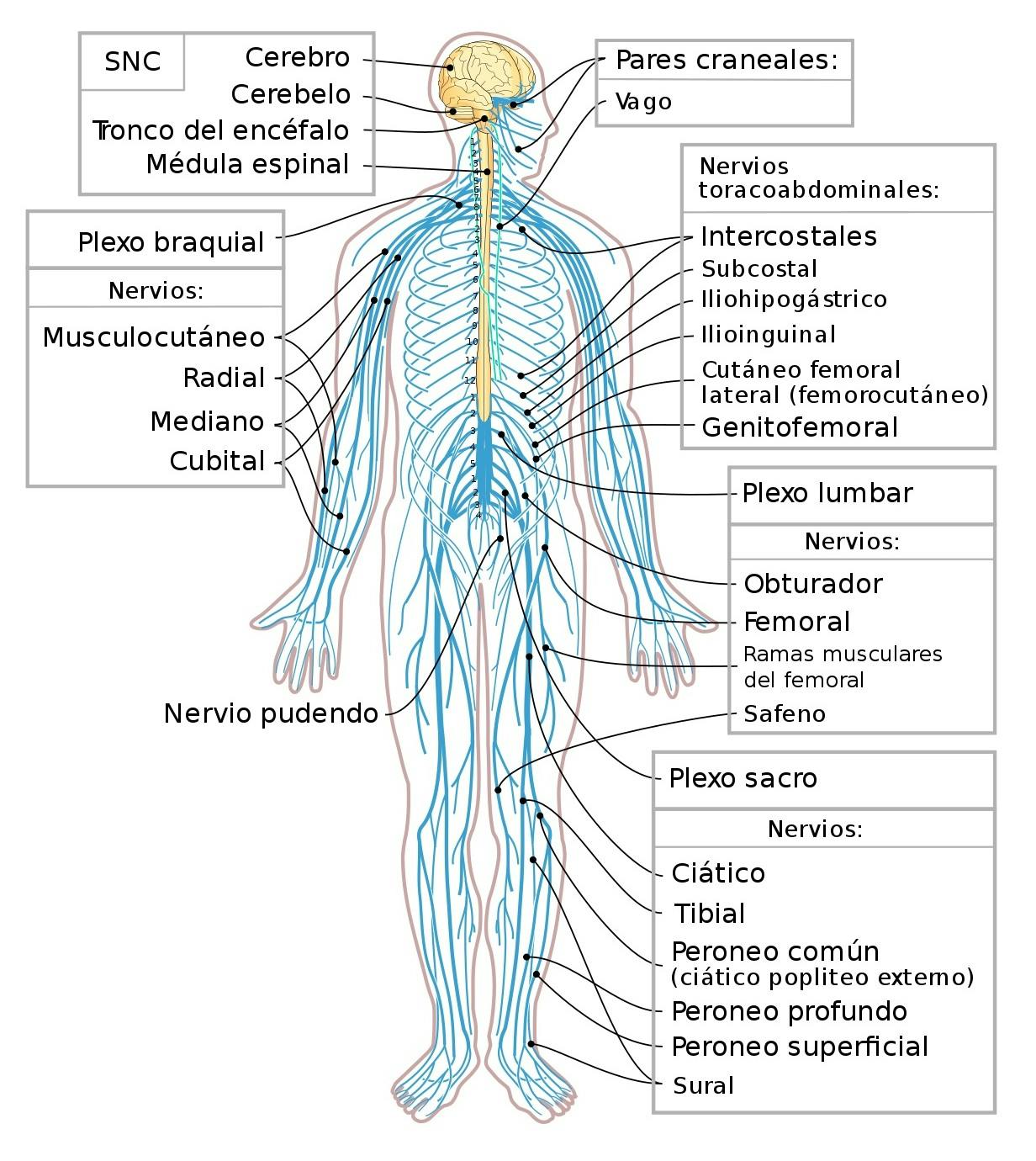 Sistema nervioso periférico