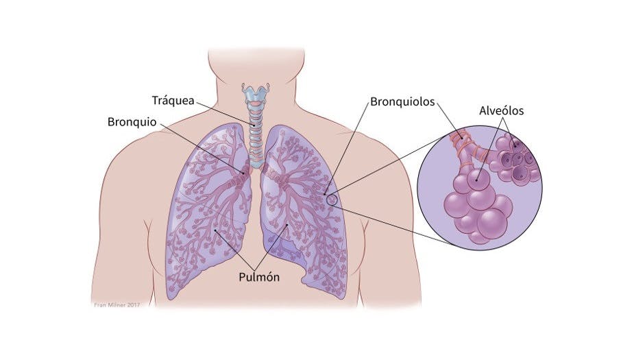 Partes pulmones