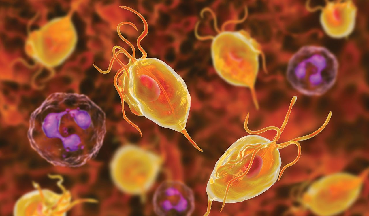 Gonorrhea | Lab Tests Online-HU