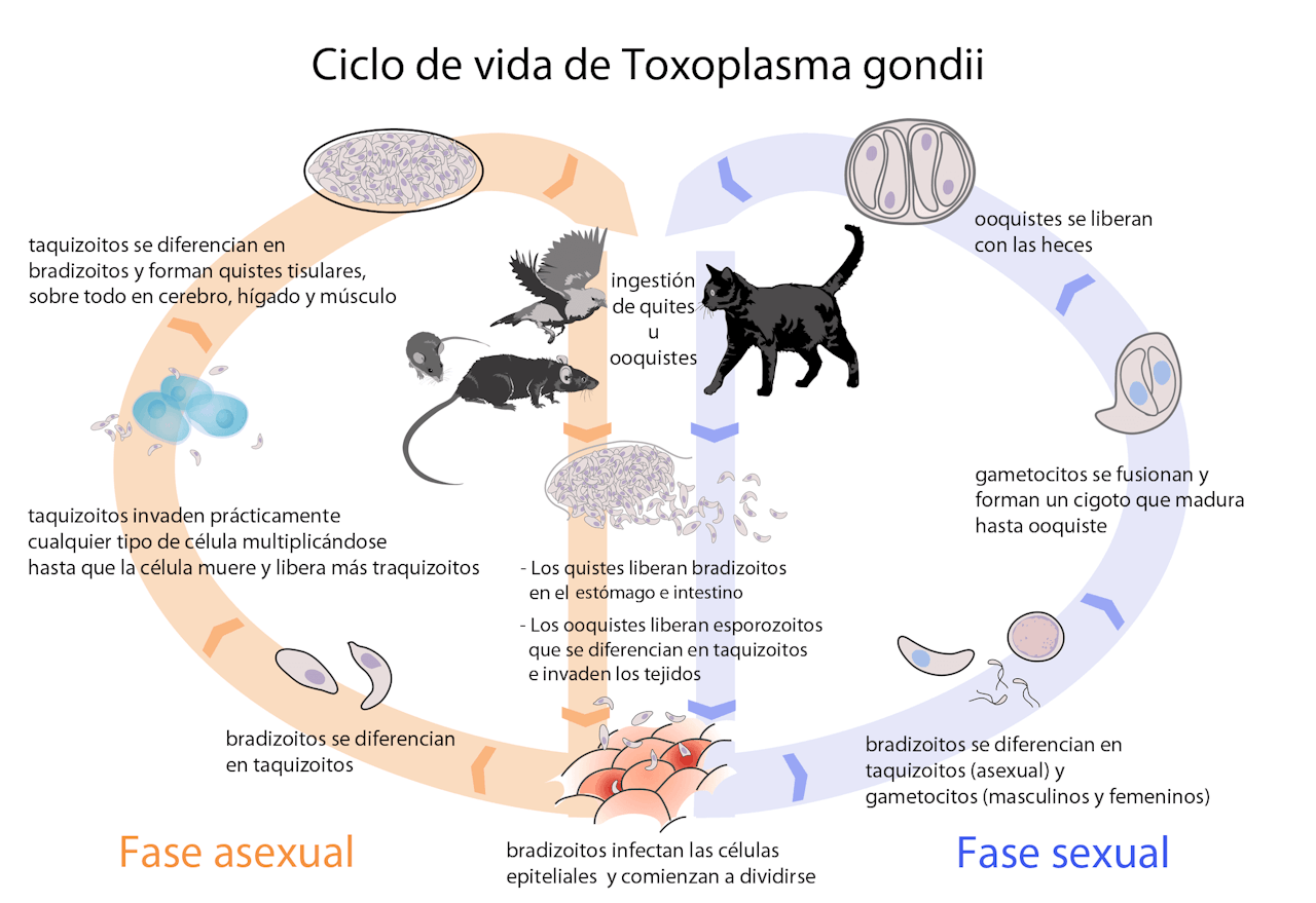 Toxoplasmosis ciclo
