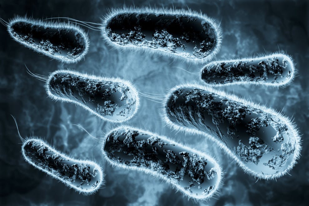 Diferencias microbio bacteria