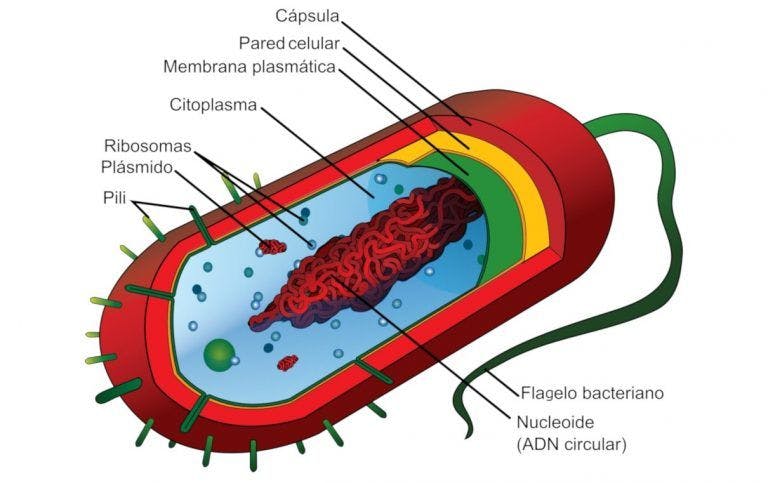 Bacteria estructura
