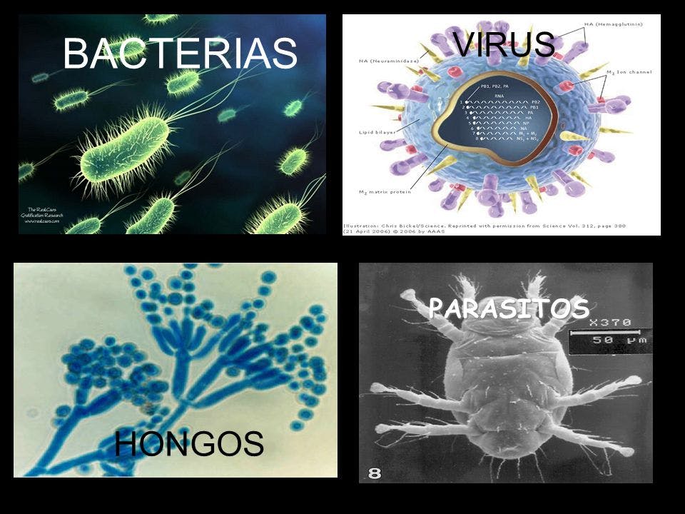 Morfologia microbio