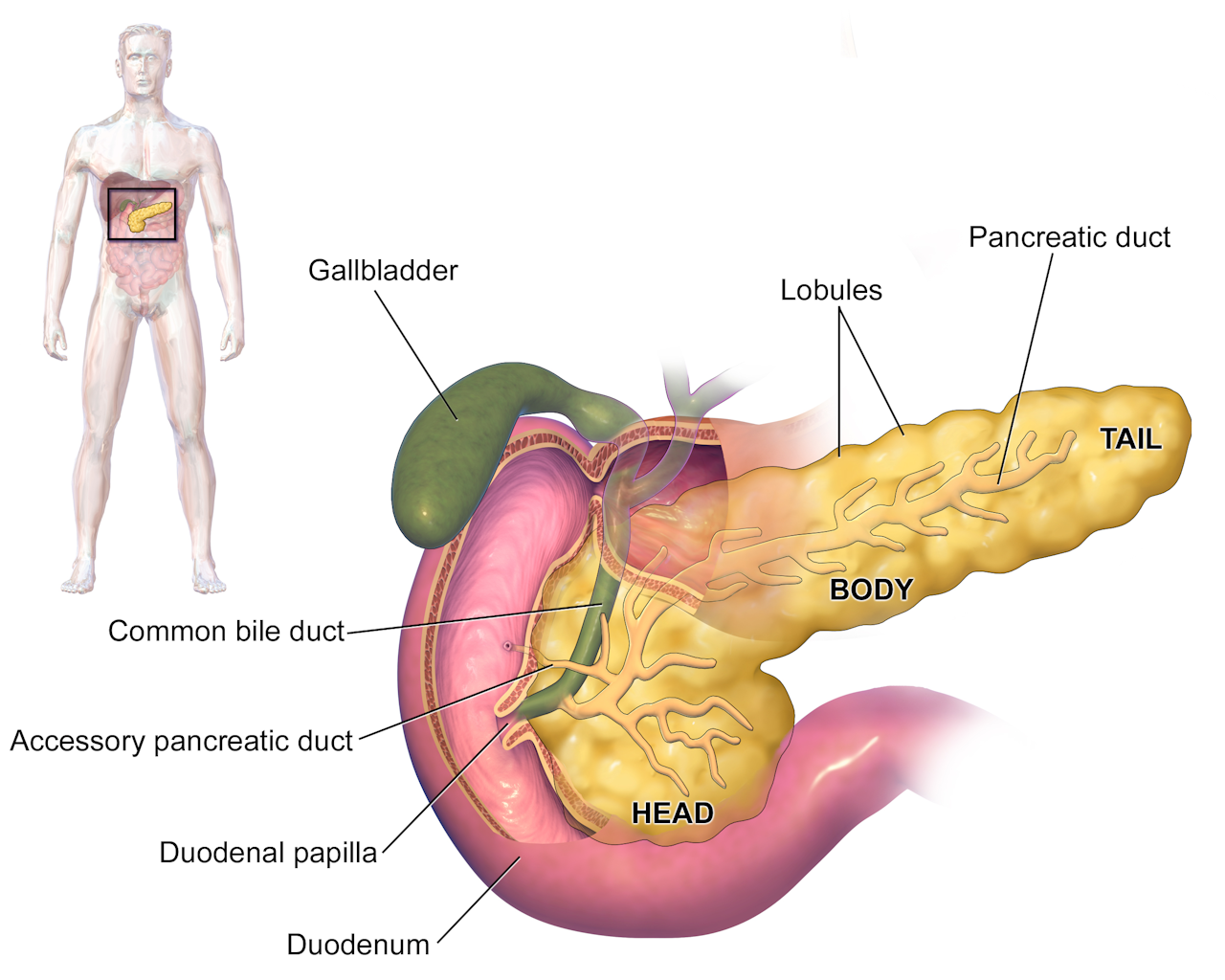 Páncreas anatomía