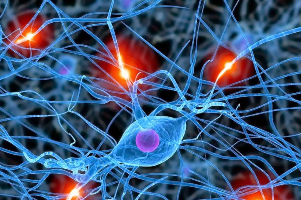 Dendritas neuronas funciones