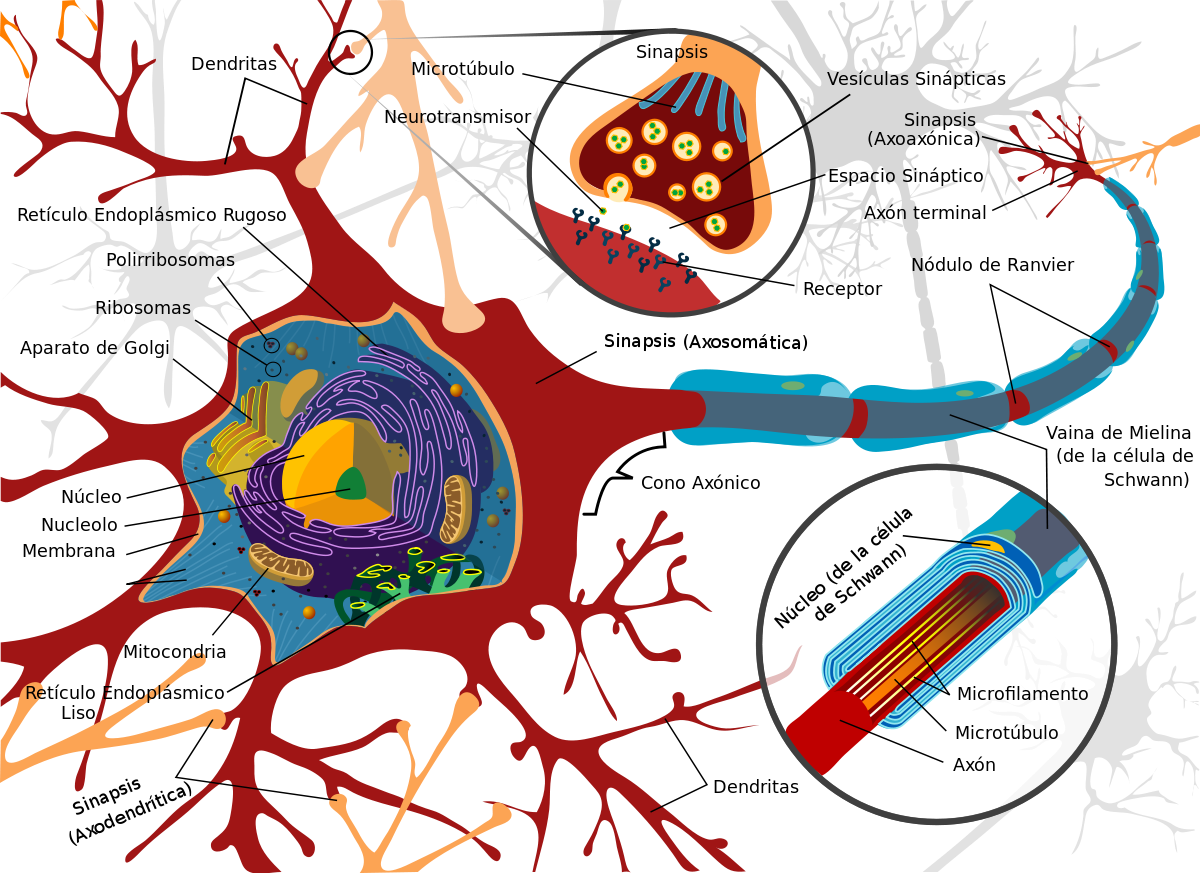 Neuronas estructura