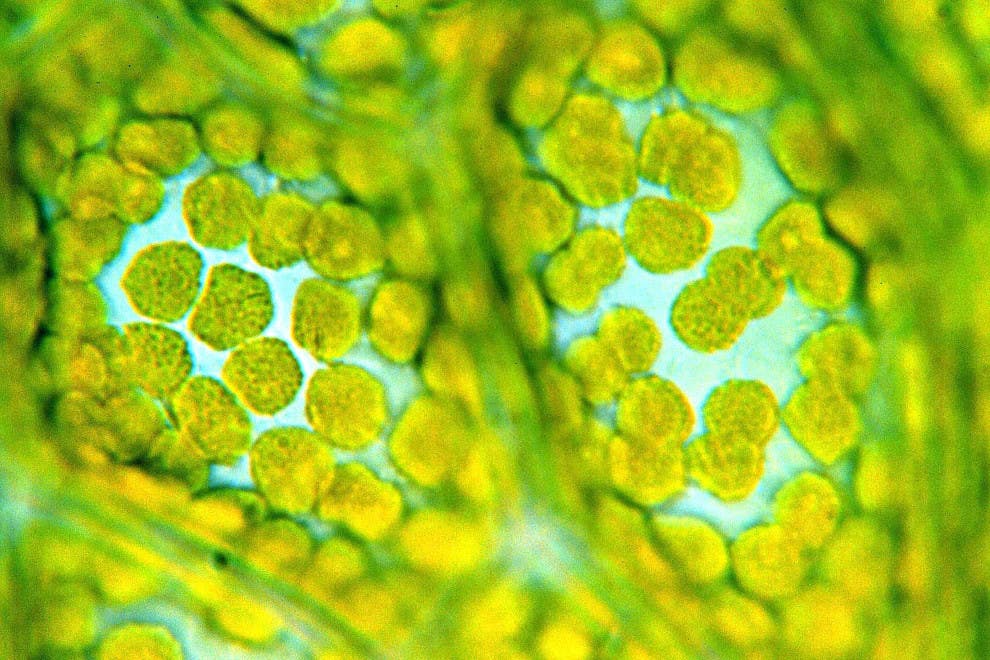 Tipos células vegetales