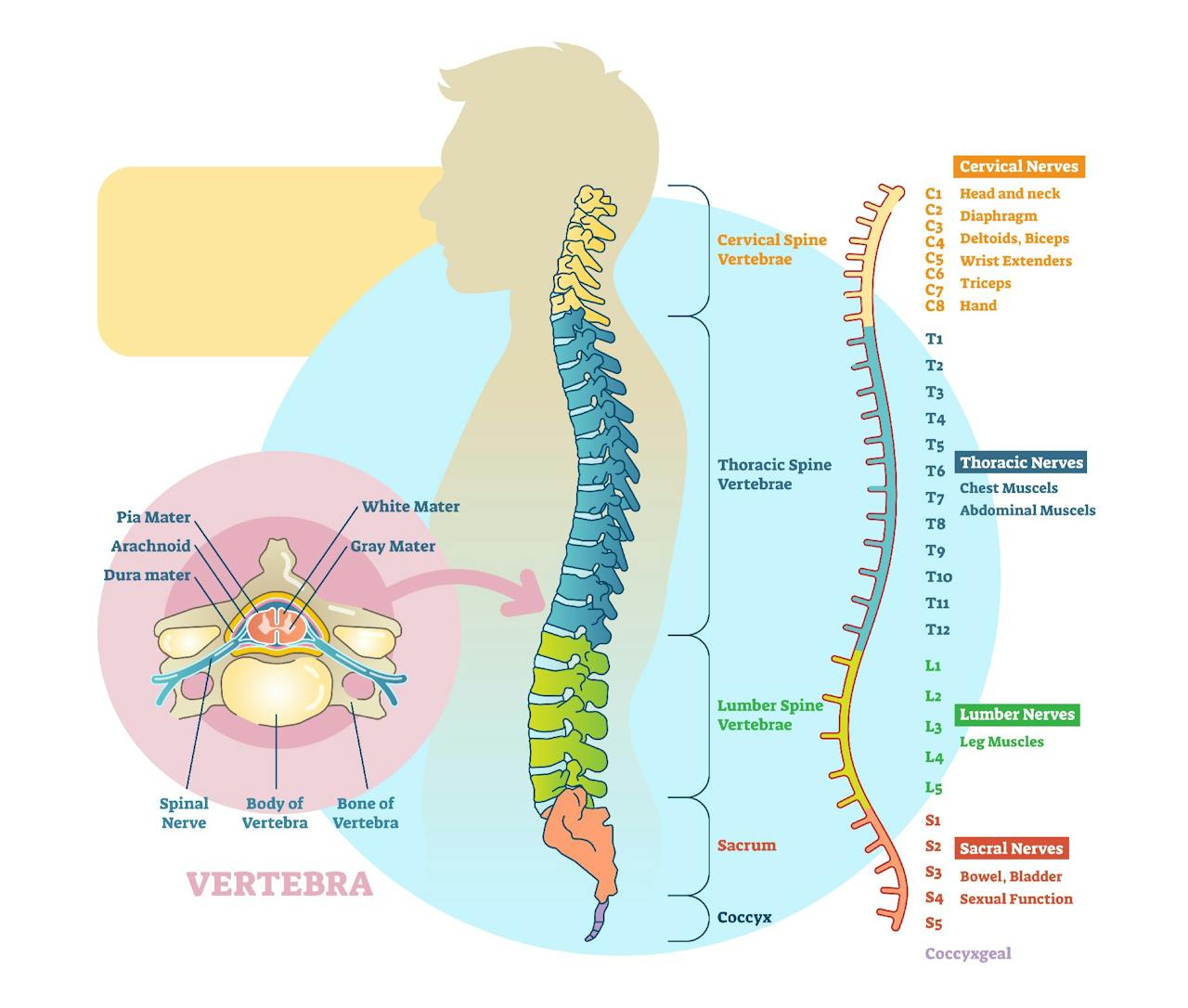 Columna vertebral anatomía