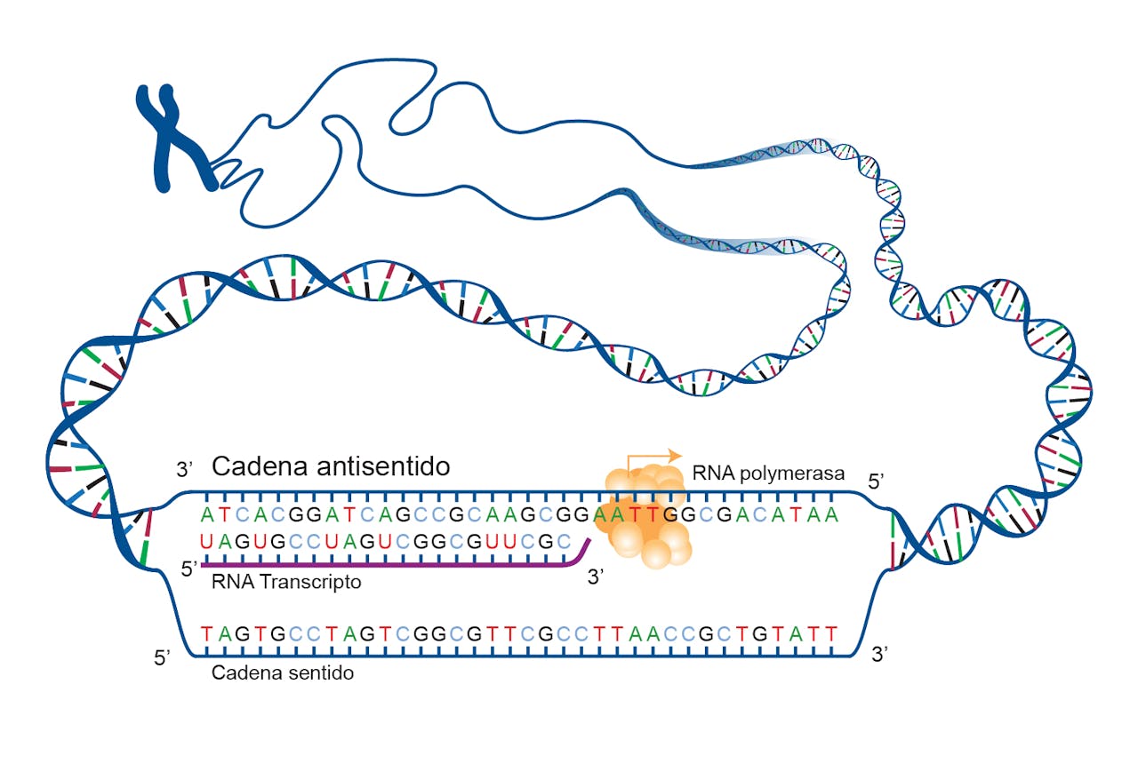 ADN codificante