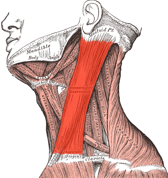Musculo esternocleidomastoideo