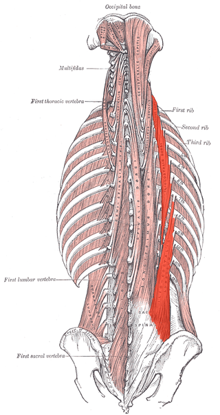 Músculo iliocostal