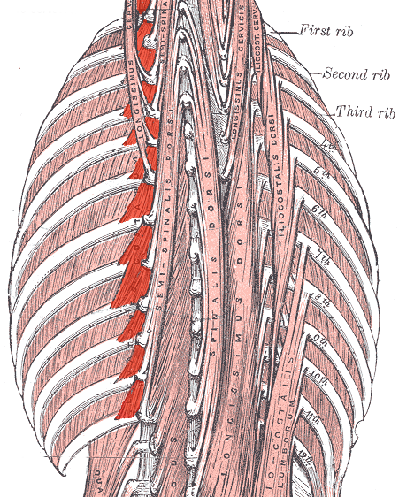 Músculo supracostal