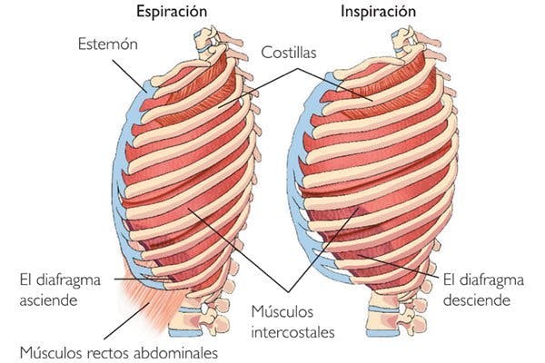 Músculos intercostales