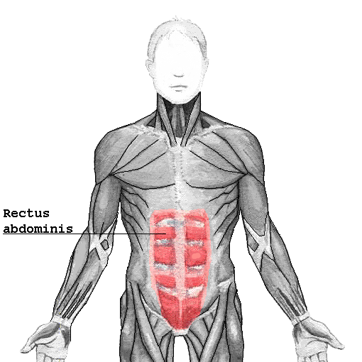 Músculo recto abdominal