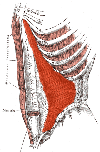 Músculo transverso del abdomen