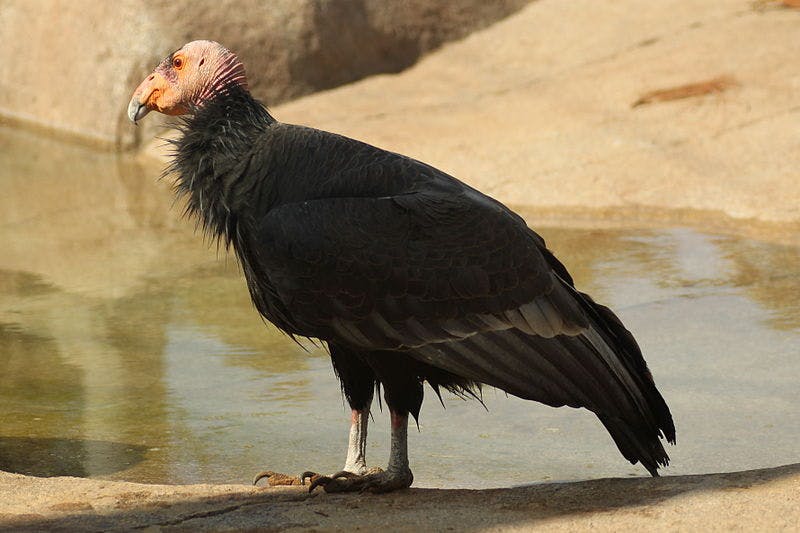 Condor de California
