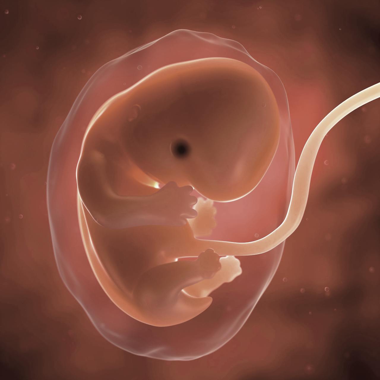 periodos-embrion