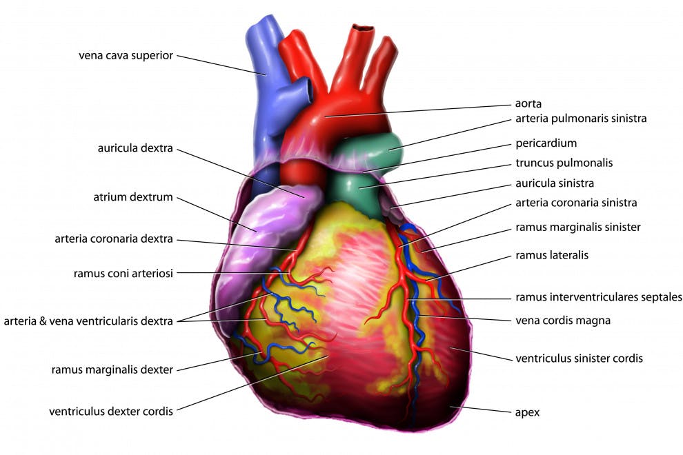 Los 15 principales órganos del cuerpo humano y sus funciones