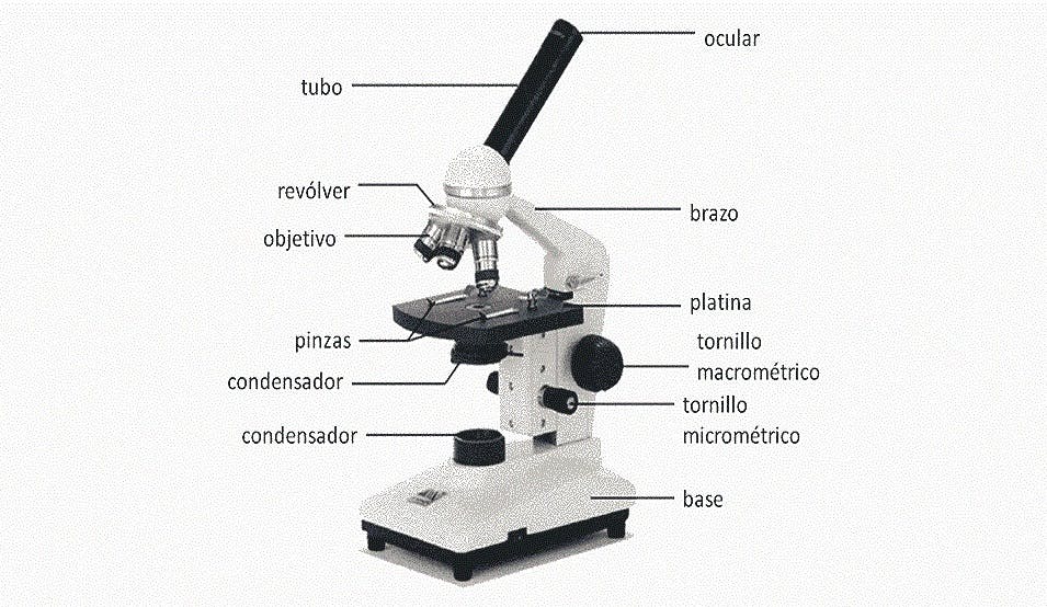 Partes y elementos del microscopio