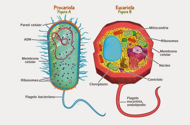 Células procariota y eucariota