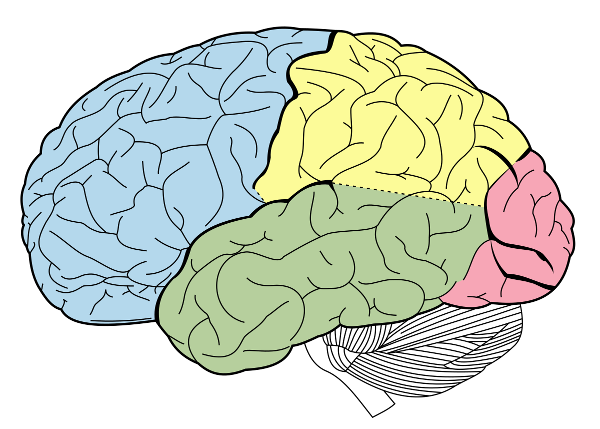 Cerebro esquema lóbulos