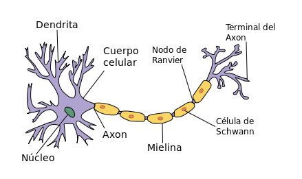 Célula nerviosa