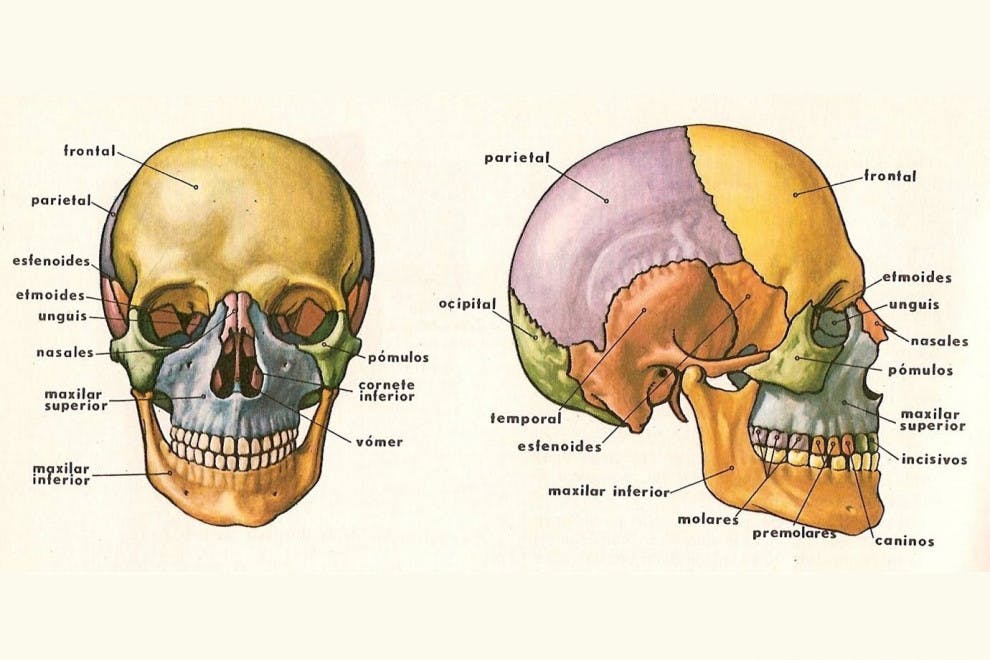 Huesos de la cabeza y el cráneo