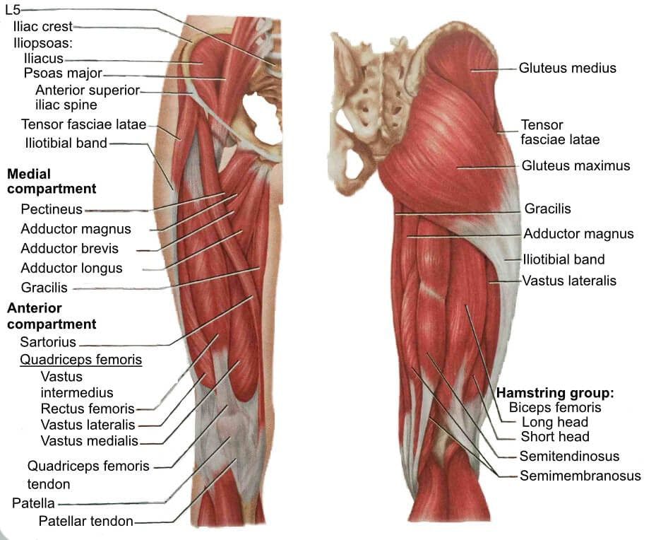Diagrama de los músculos de la pierna