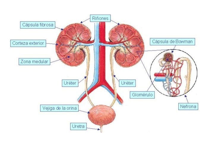 Anatomía del sistema excretor