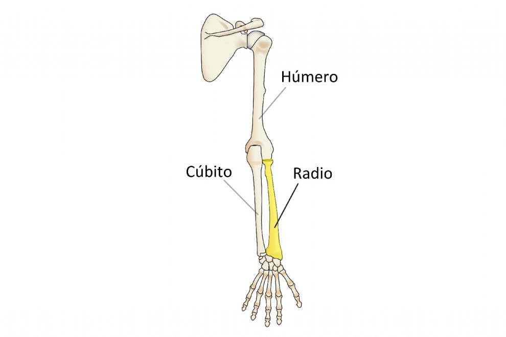 Huesos del brazo y el antebrazo